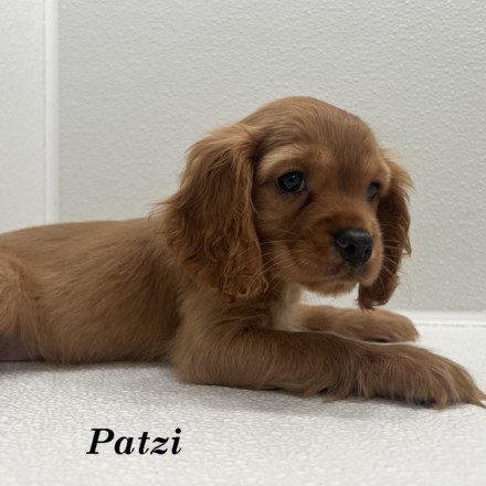 puppy, for, sale, Cockaliers, Joe & Cherri  Overlease, dog, breeder, Miller, MO, dog-breeder, puppy-for-sale, forsale, nearby, find, puppyfind, locator, puppylocator, aca